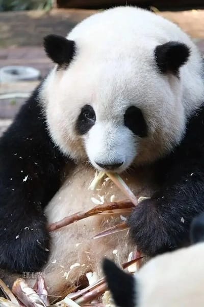 Photo of Cheng Hehua