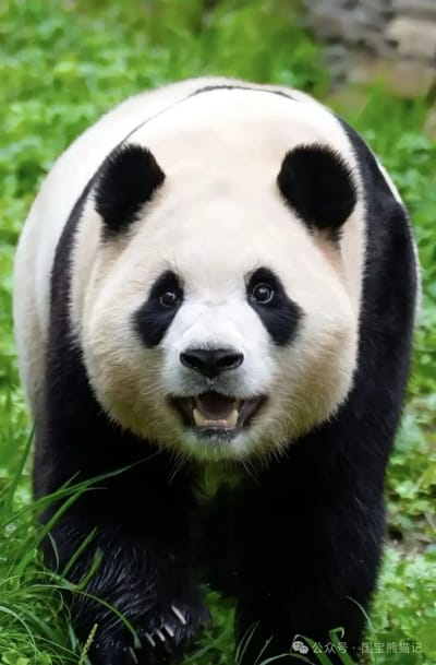 Photo of Fu Bao