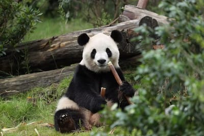 Photo of Fu Shuang