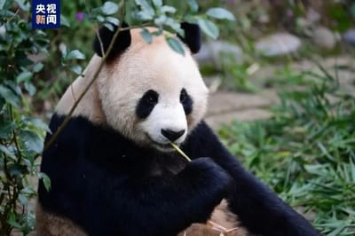 Photo of Jing Jing