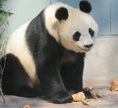 Photo of Long Sheng