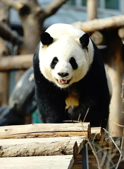 Photo of Meng Lan