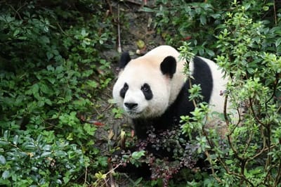 Photo of Ping Ping