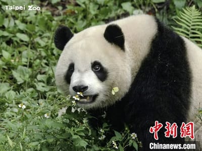 Photo of Yuan Bao