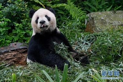 Photo of Tuan Tuan