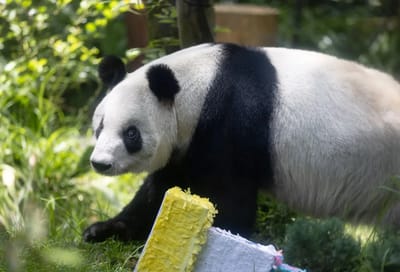 Photo of Xin Xin