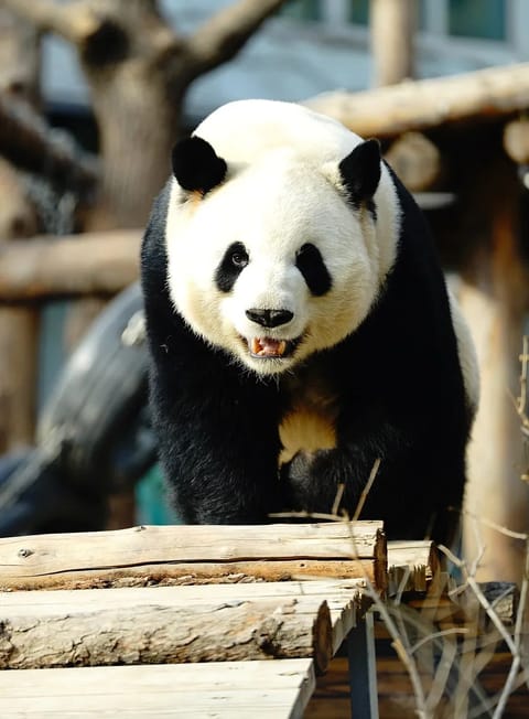 Photo of Meng Lan