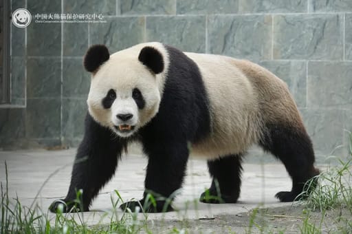 Qing Zai