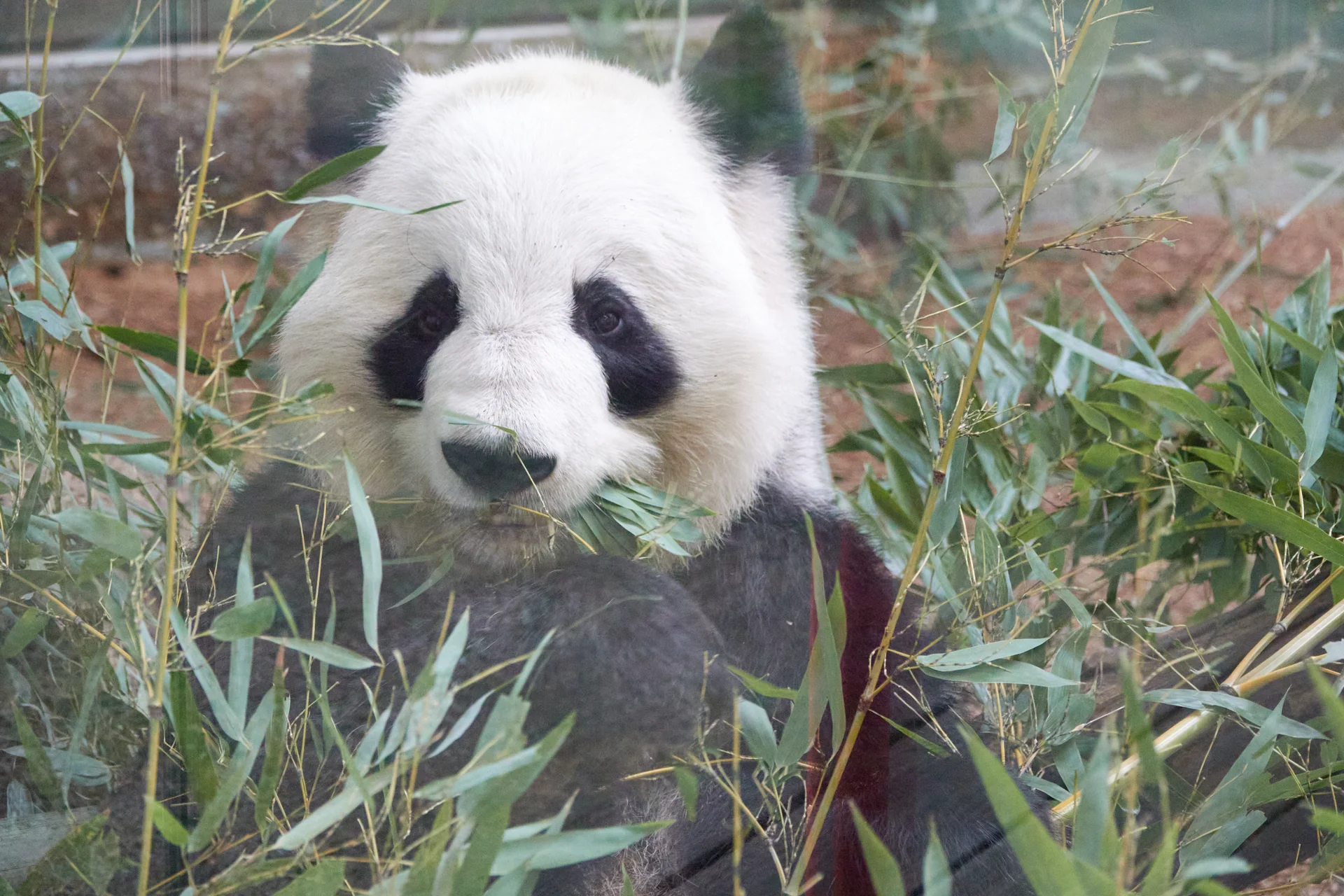 Photo of Zoo Atlanta