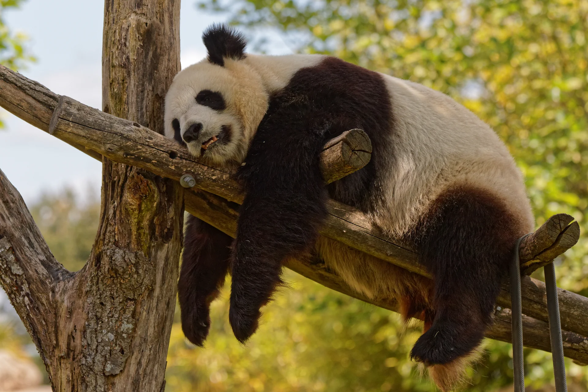 Photo of ZooParc de Beauval