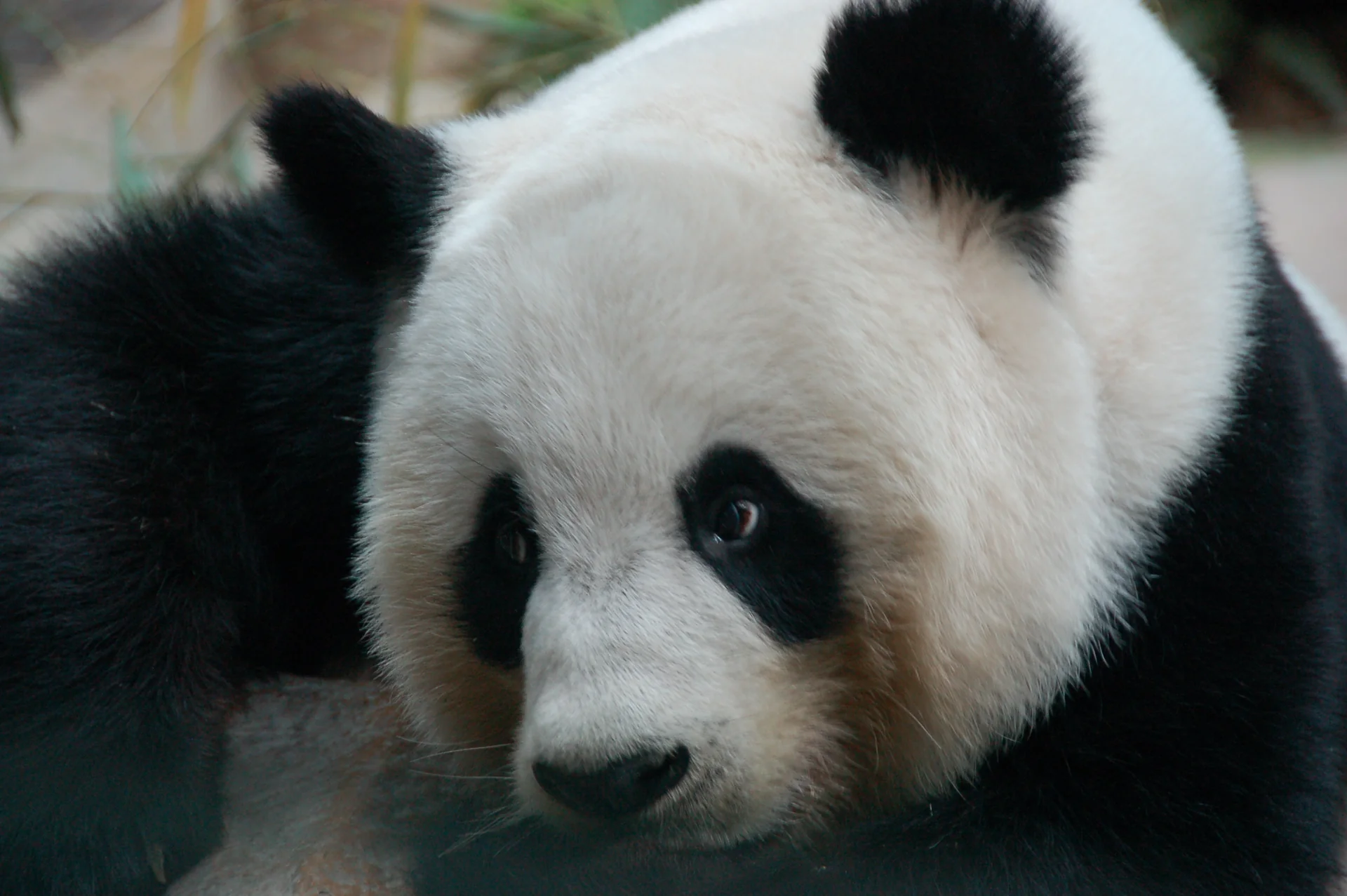 Photo of Chiang Mai Zoo