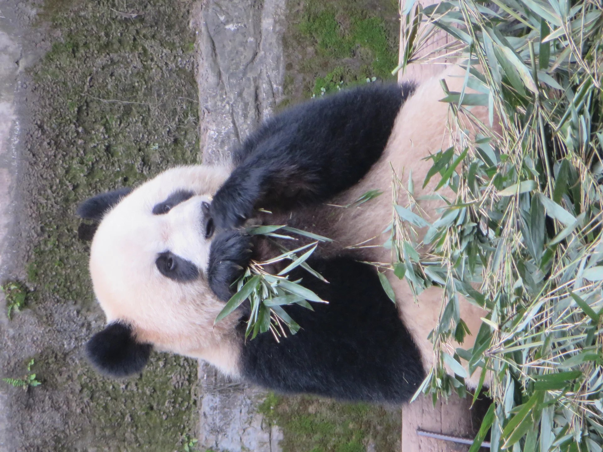 Photo of Chongqing Zoo