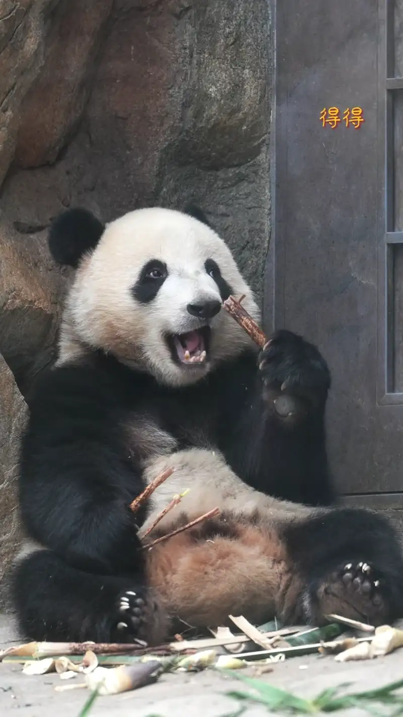 Video thumbnail: De De Eating Bamboo 20 Degrees - De De