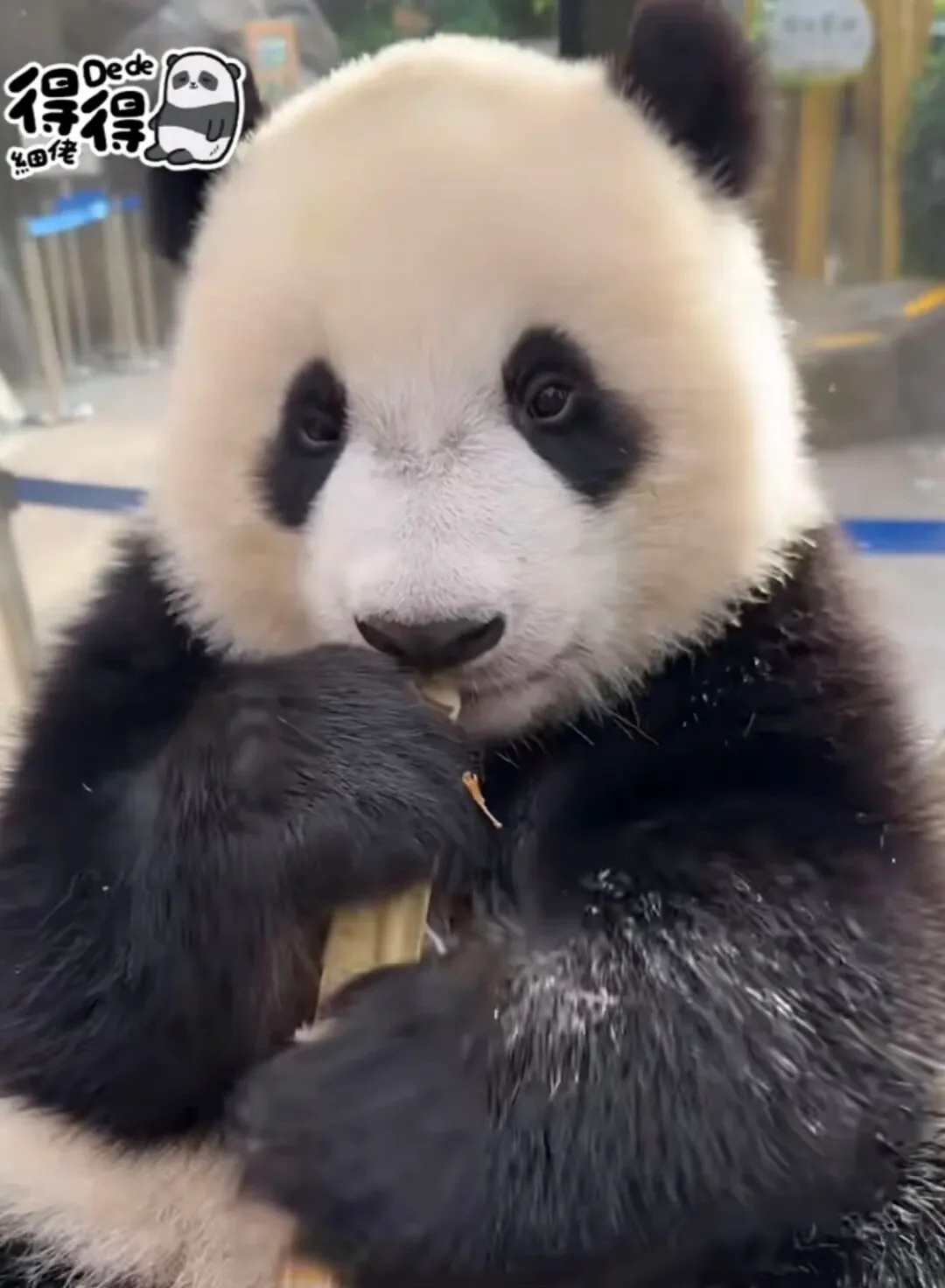 De De Front Eating Bamboo - De De