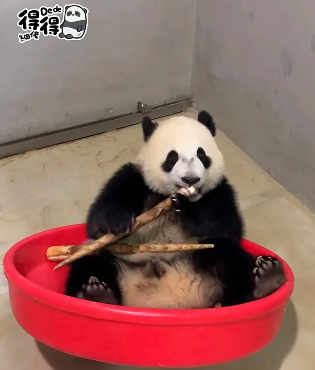 De De Red Basin Eating Bamboo - De De