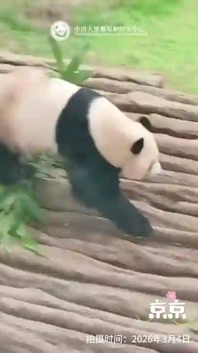 Video thumbnail: Jing Jing and Si Hai in Qatar: both in good health with stable food supply and ongoing care