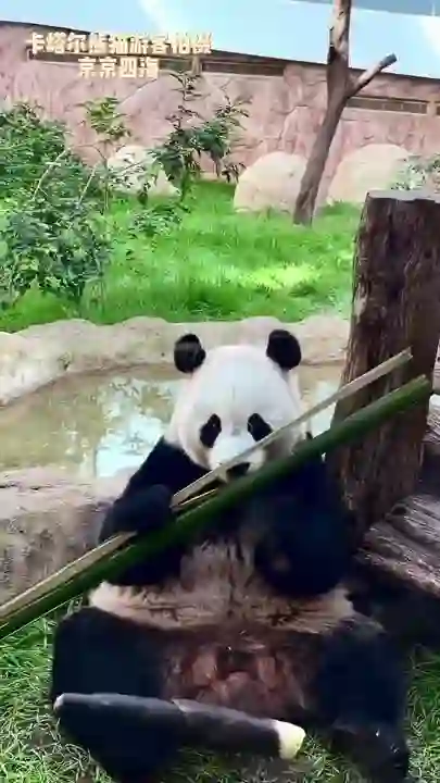 Video thumbnail: Visitors filming Si Hai and Jing Jing at the Doha Panda House