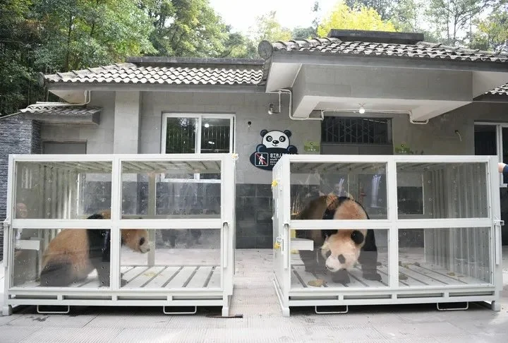 Si Hai (left) and Jing Jing awaiting departure at the Ya’an base