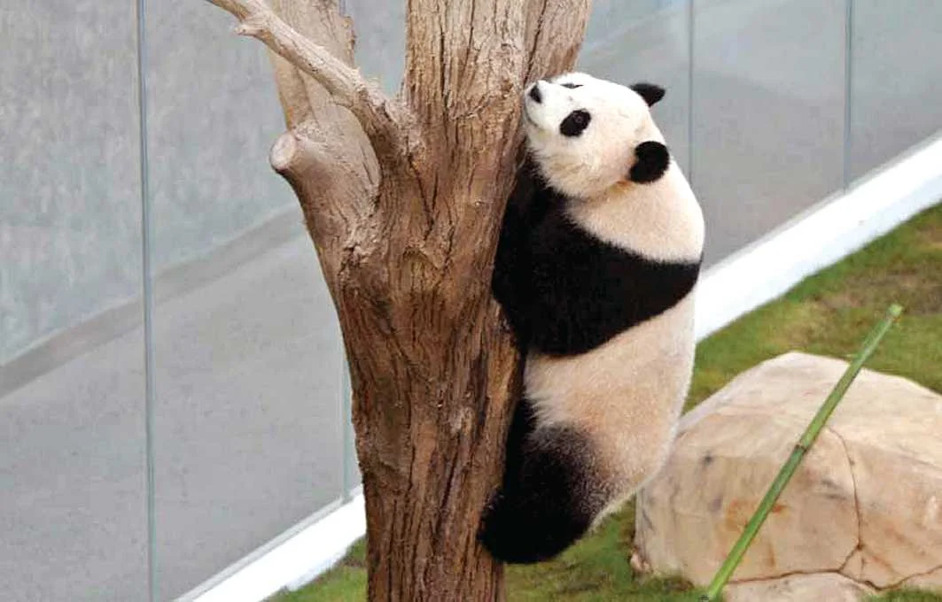 Climbing a tree