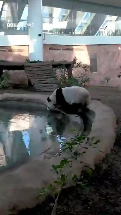 Video thumbnail: Daily life in Qatar (1)