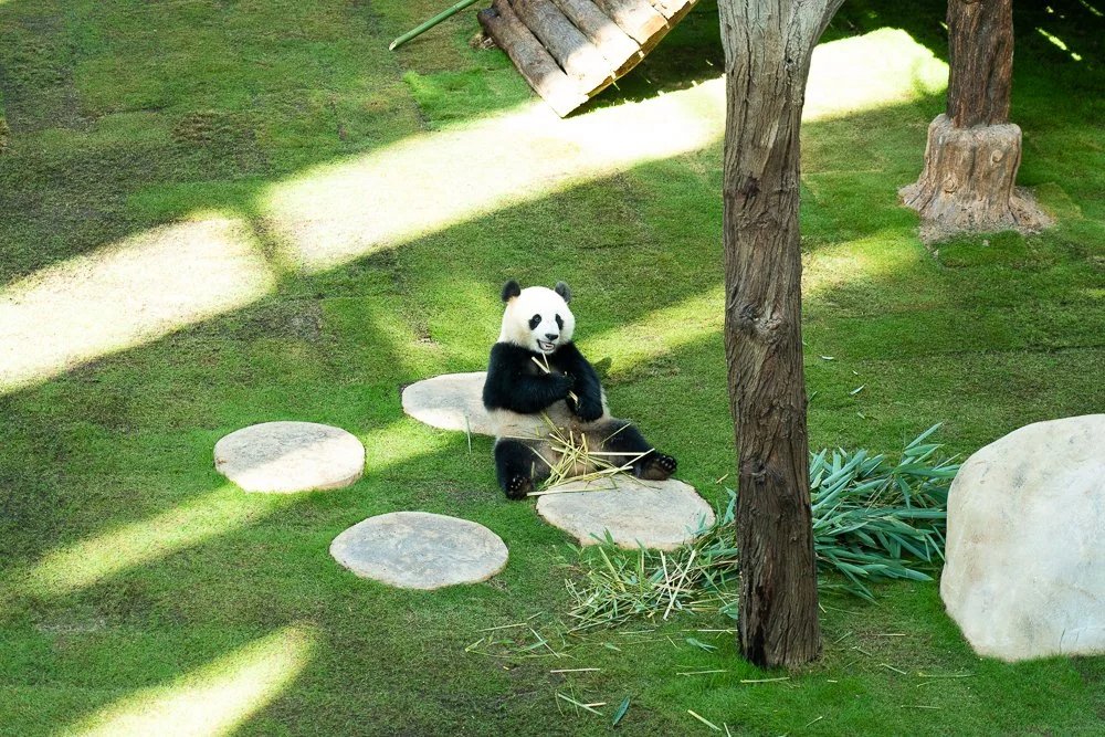 Eating bamboo on the grass