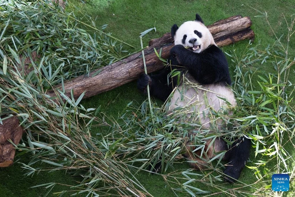 Lying down eating bamboo