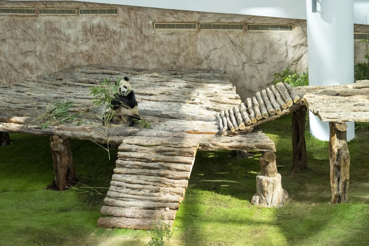 Eating bamboo on a wooden platform