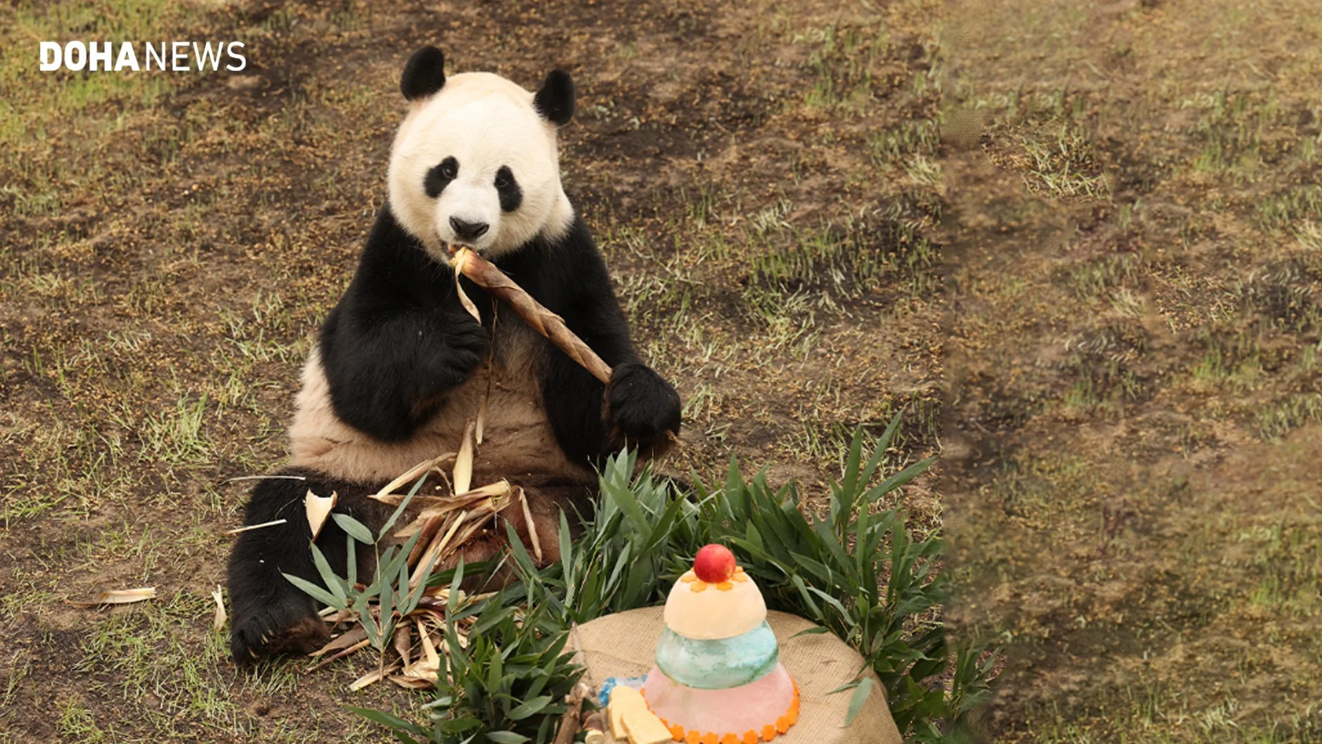 Jing Jing (Suhail) celebrates with a cake
