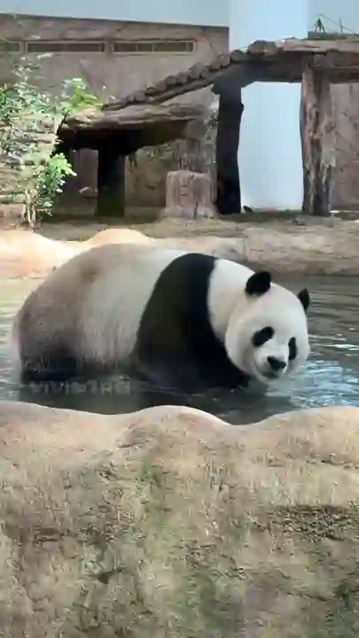 Video thumbnail: Jing Jing enjoys a bath (Qatar)