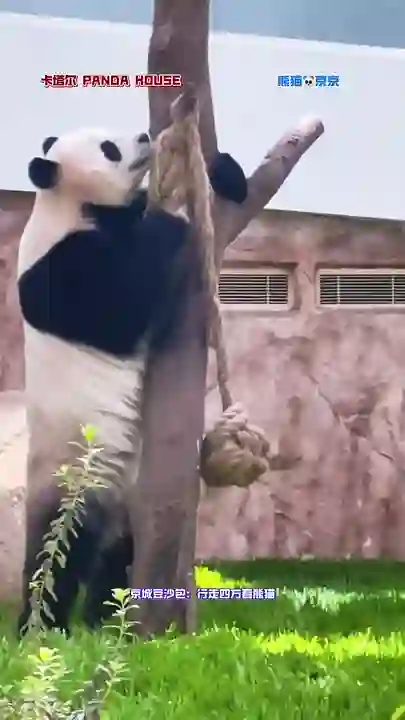 Video thumbnail: Jing Jing digging a pit for an onlooker in the Middle East