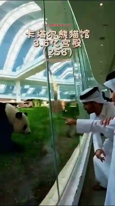 Video thumbnail: Jing Jing adapts to local customs with a headscarf