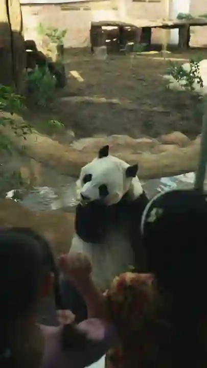 Video thumbnail: Jing Jing celebrates his 7th birthday at Al Khor Panda House, Doha