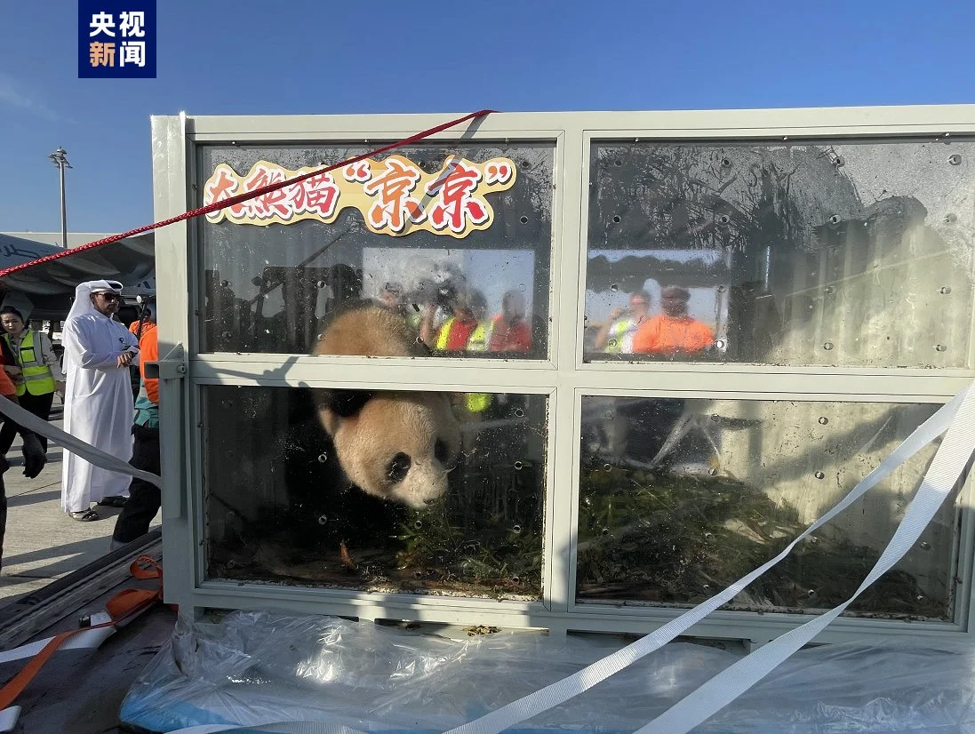 Jing Jing arriving in Qatar in his travel crate
