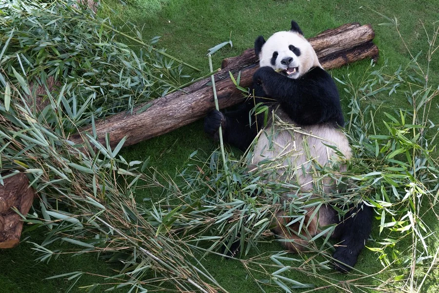 Photo of Al Khor Panda House