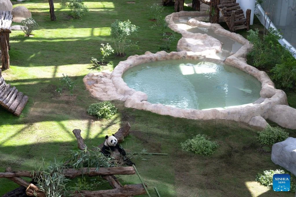 Panda by the pool