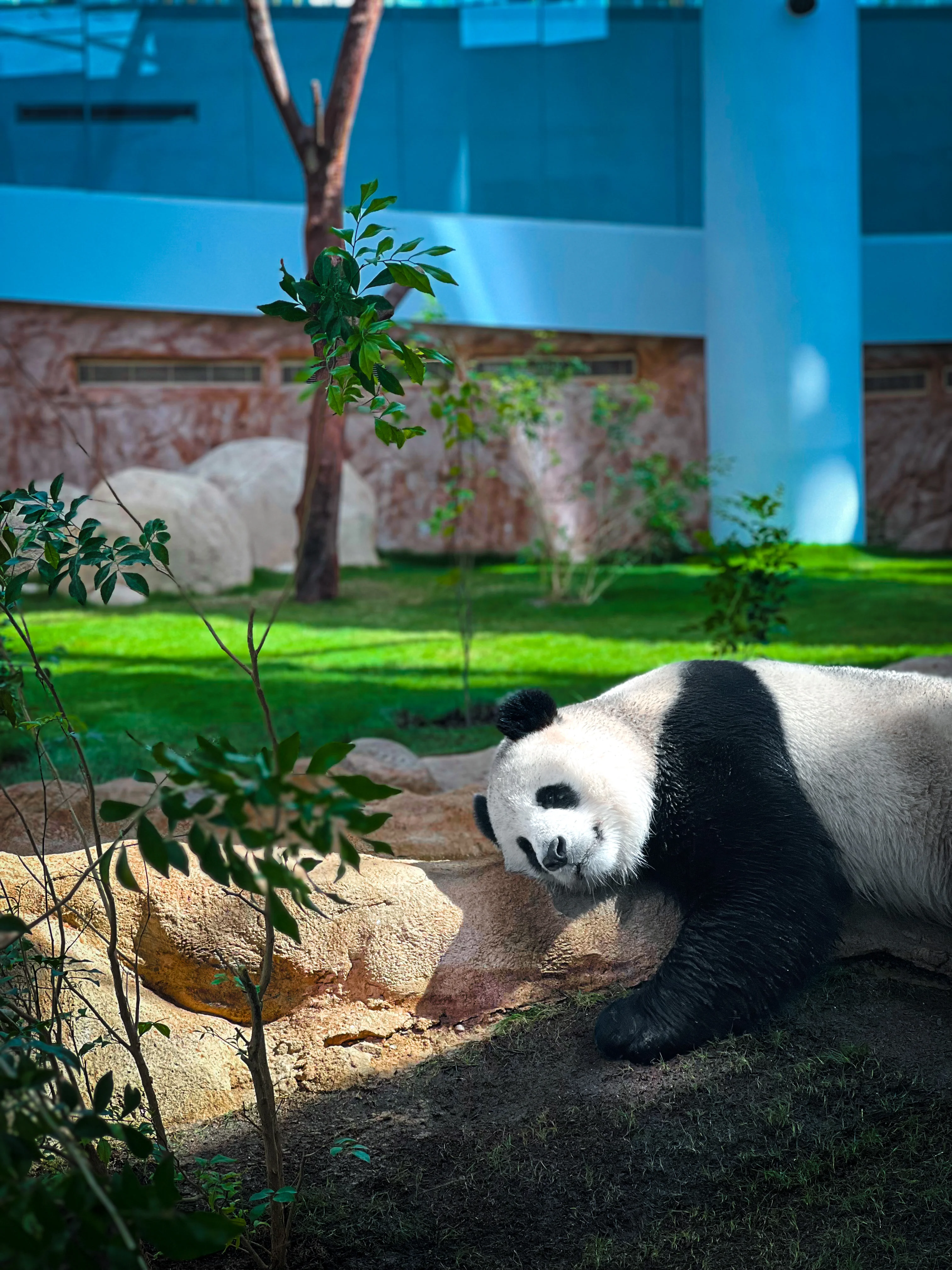 Resting on the ground
