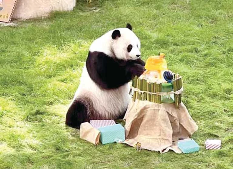 Si Hai (Thuraya) birthday cake