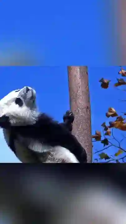 Video thumbnail: Si Hai climbing high, dreaming of freedom