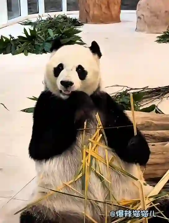 Video thumbnail: Si Hai jokes about relatives visiting from China