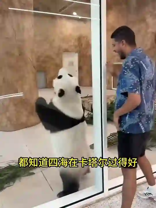 Video thumbnail: Si Hai living the high life in Qatar