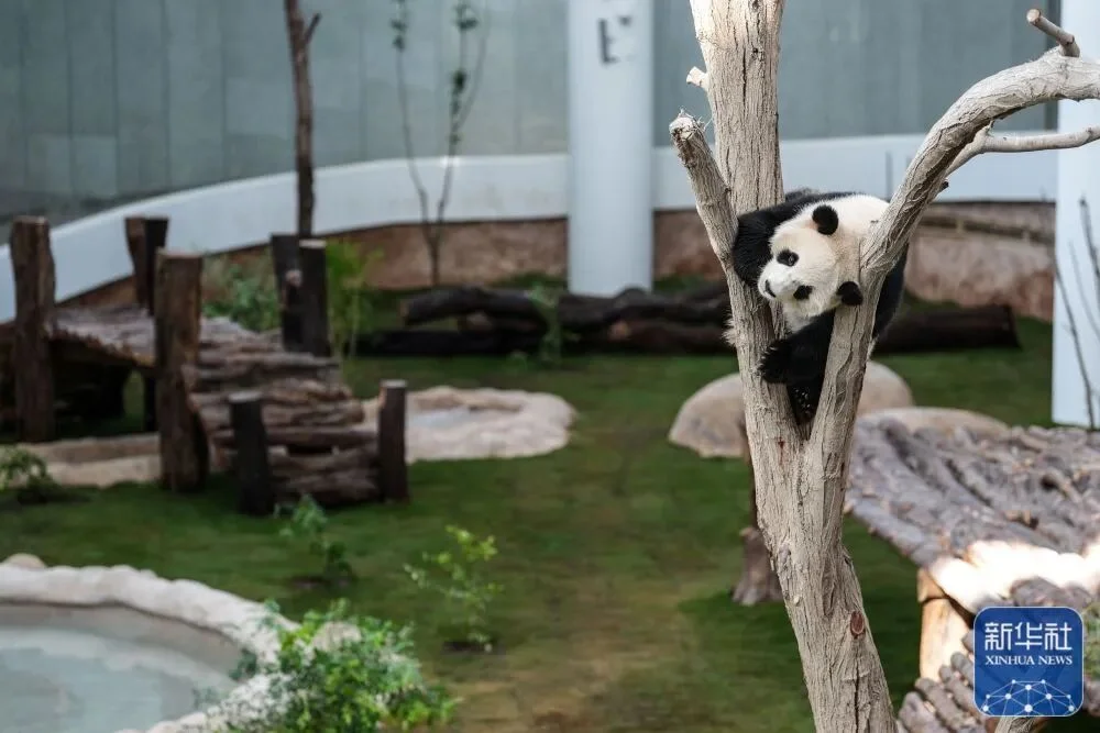 Si Hai in a tree