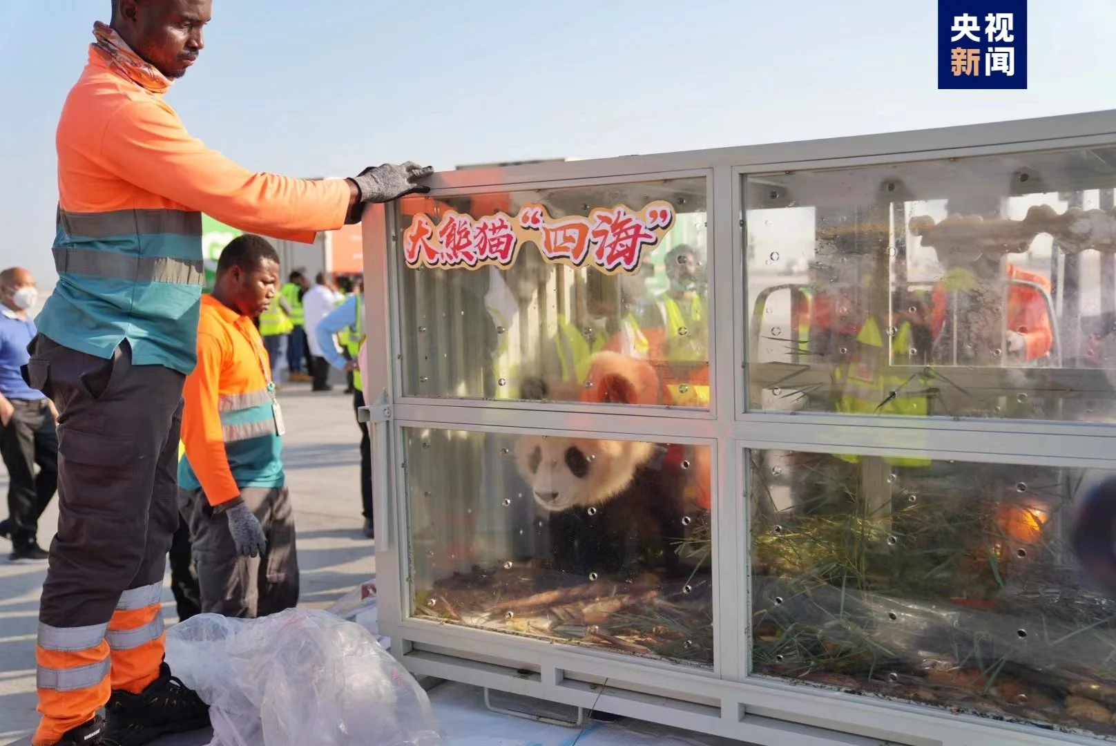 Si Hai arriving in Qatar in her travel crate