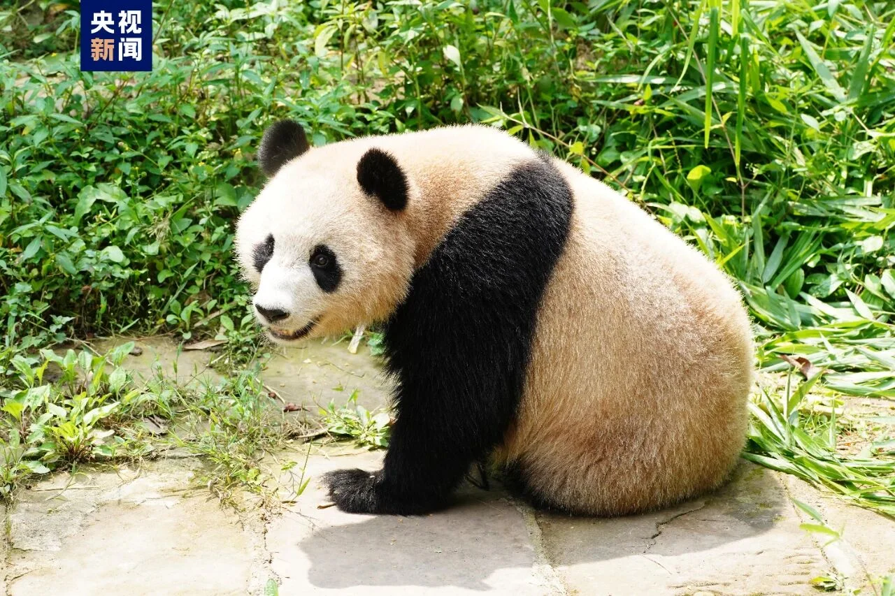 Si Hai solo portrait