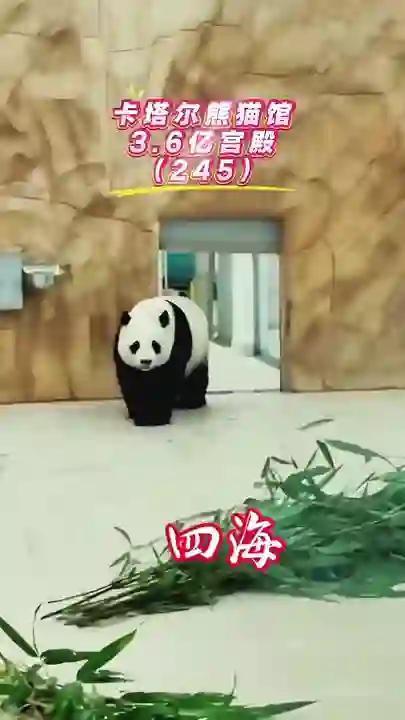 Video thumbnail: Si Hai looking sleepy after a night out