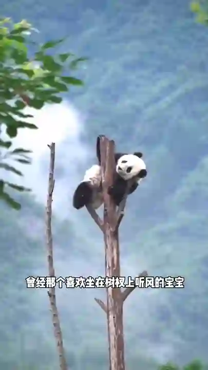 Video thumbnail: Si Hai as a cub — wishing her happiness abroad