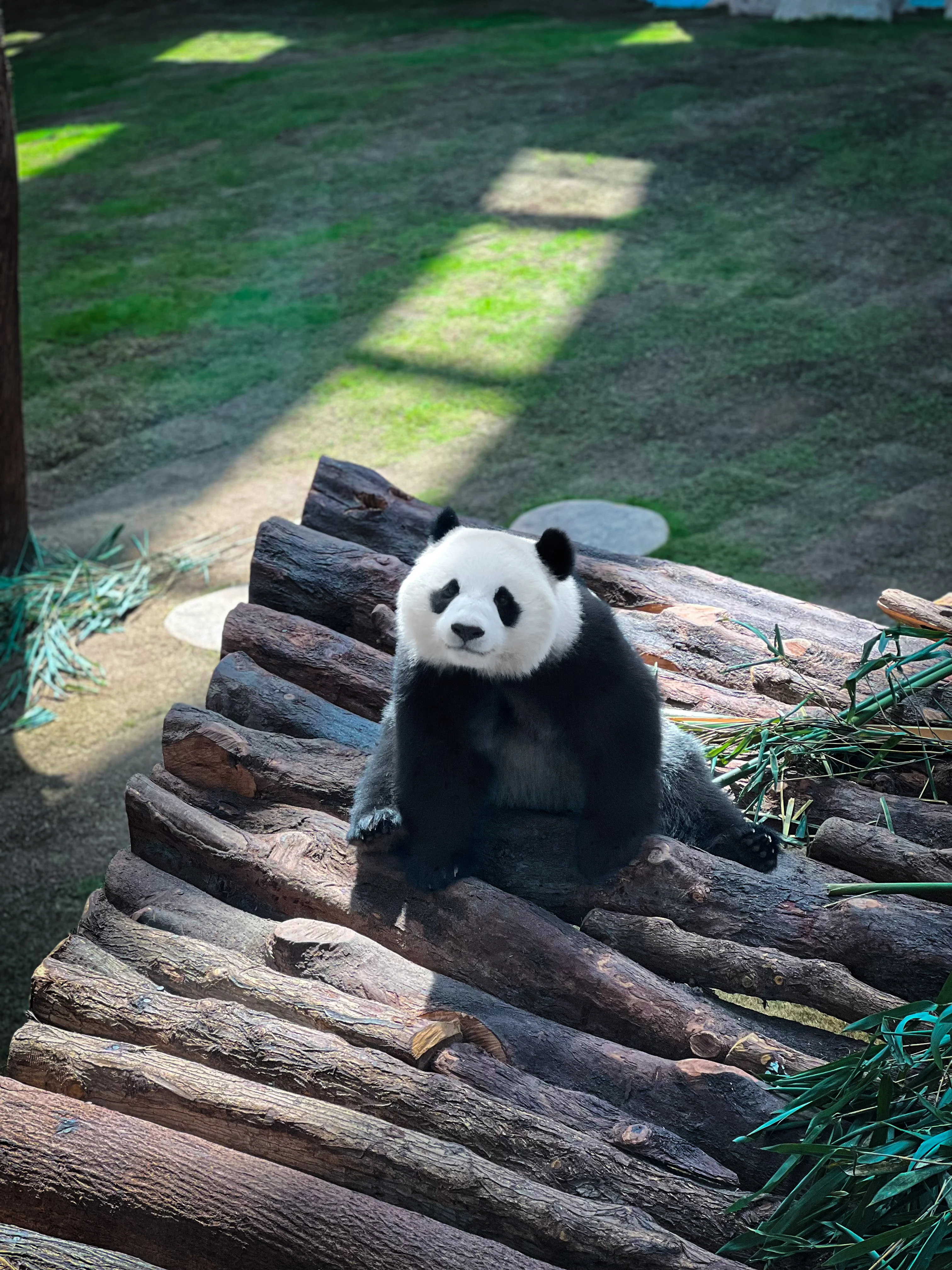 Giant panda portrait