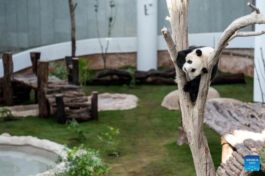 Playing on a tree branch