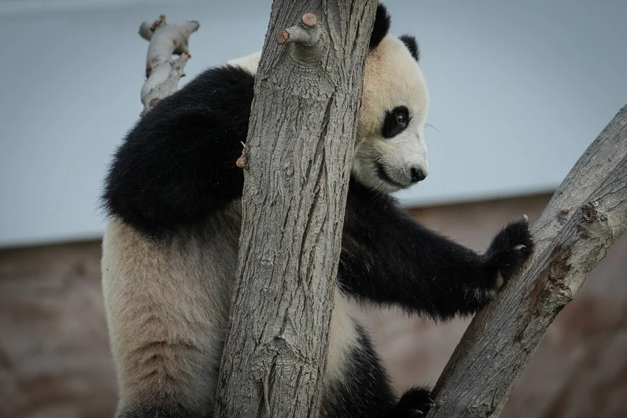 In the tree