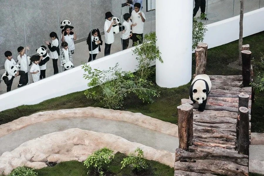Qatari children visiting the pandas