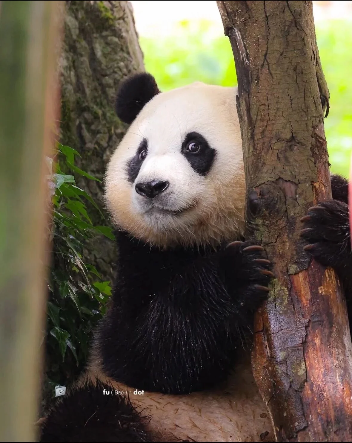 Fu Bao hugs a tree with wide eyes